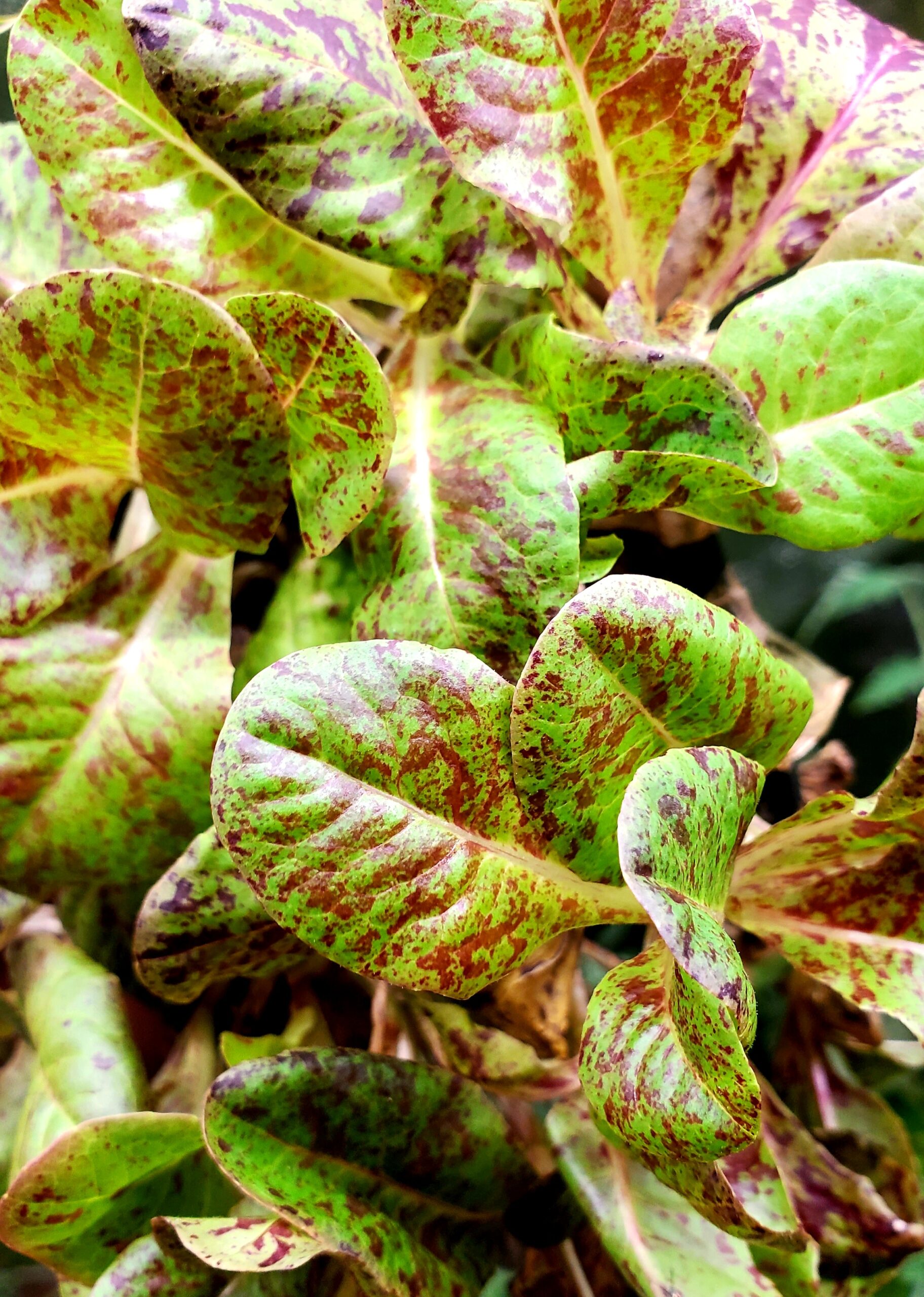 Micro laitue Taches de Rousseur