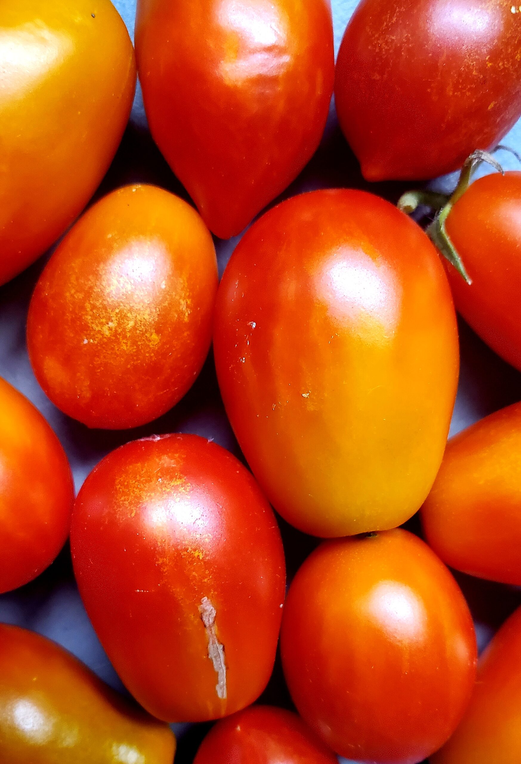 MicroTomate Roma – Image 5