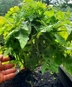 Tomate Micro Lapereau 2.0