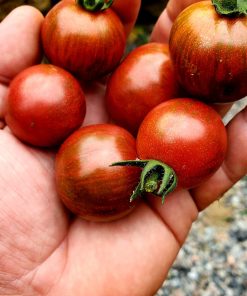 Tomate Purple Bumble Bee