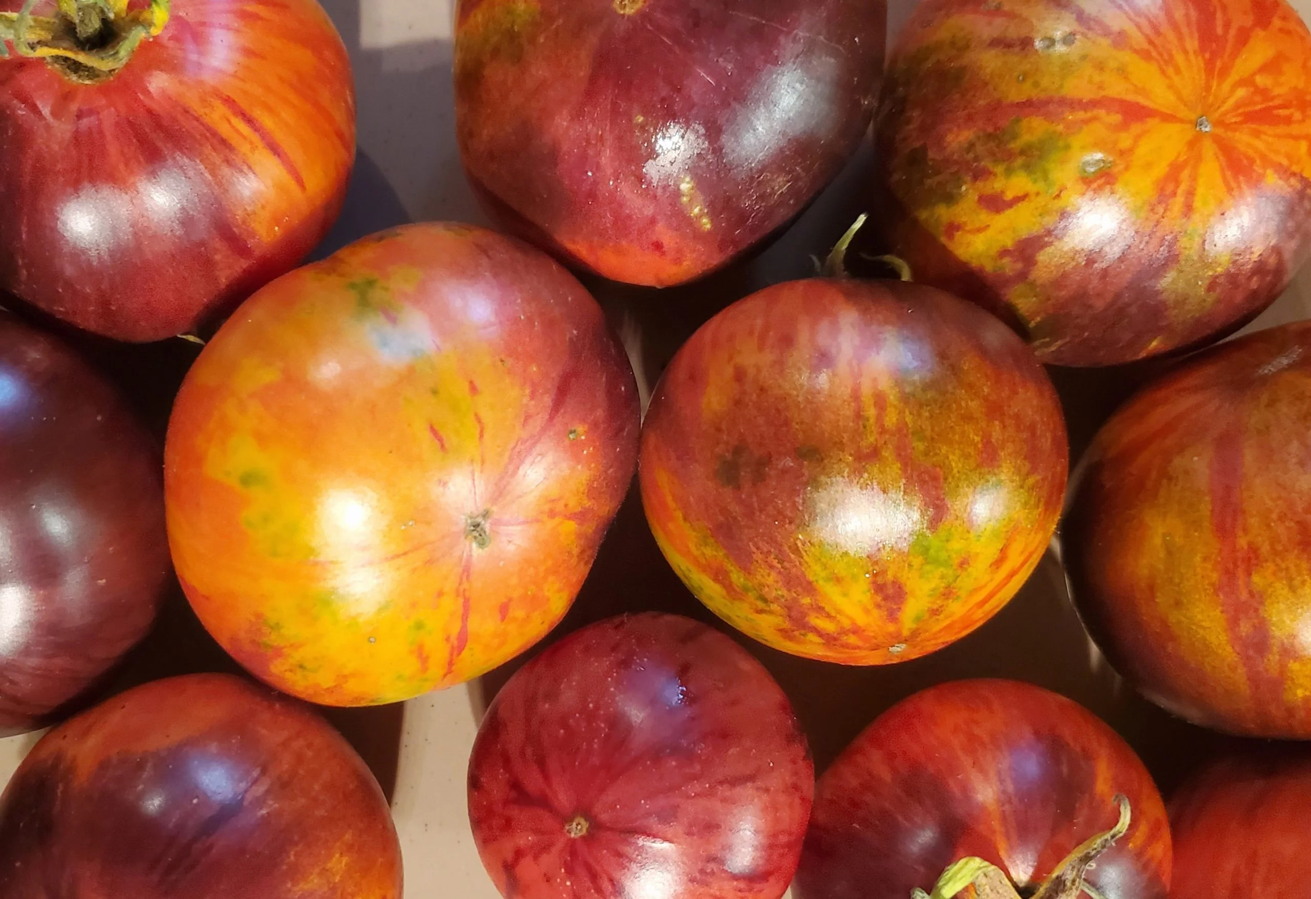 Tomate La Reine des Ténèbres