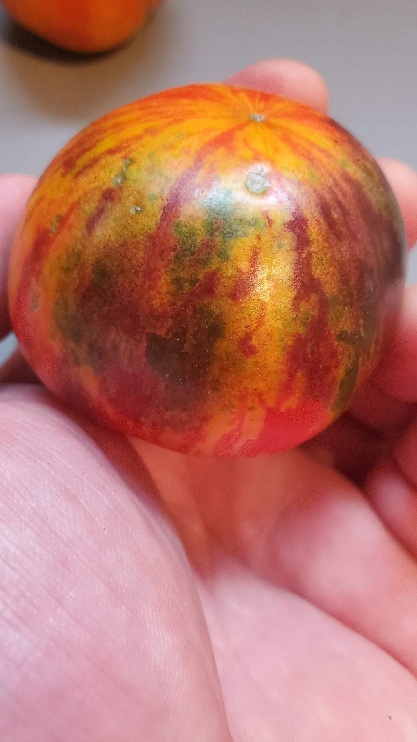 Tomate La Reine des Ténèbres – Image 2