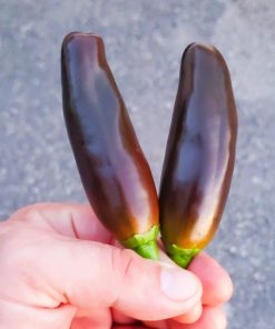 Jalapeño Brun