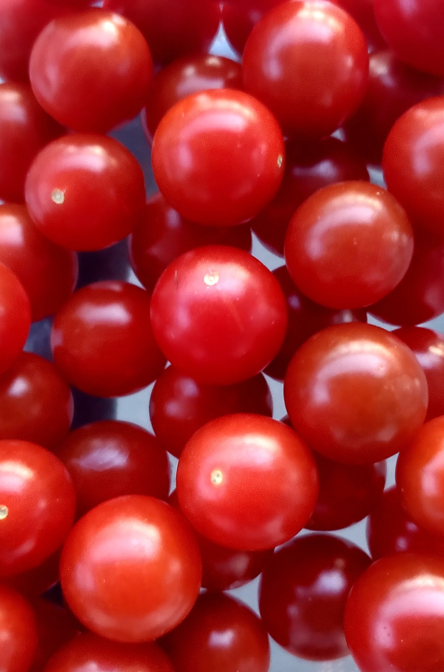 Tomate groseille CandyLand