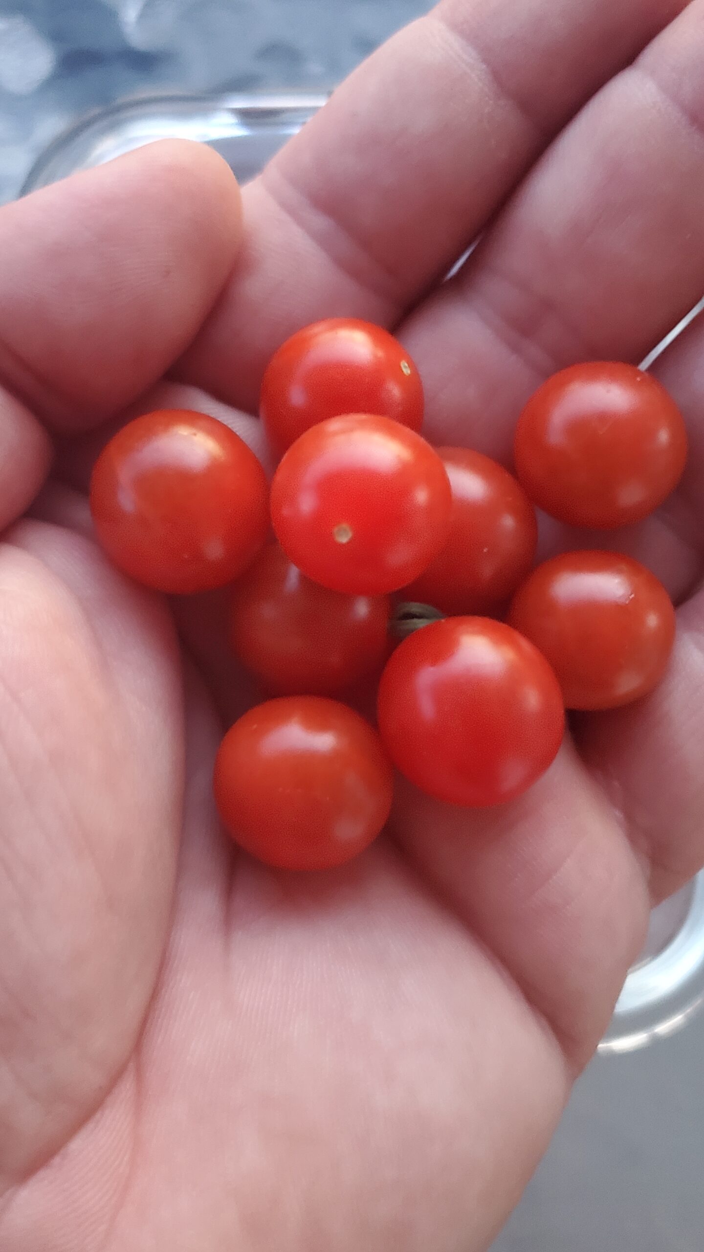 Tomate groseille CandyLand – Image 2