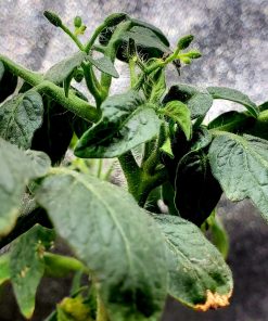 Micro Tomate Kale Frisée