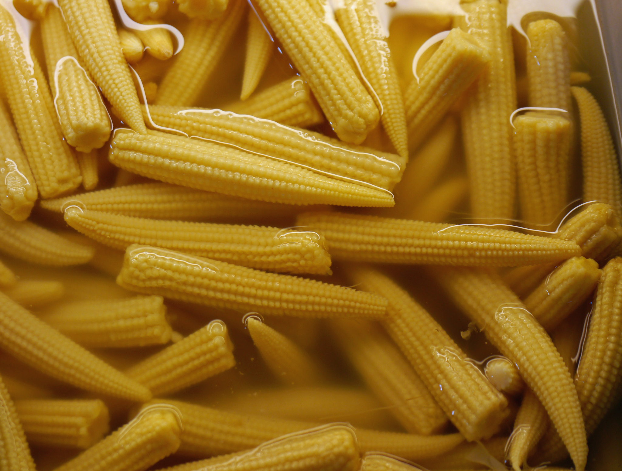 Bébé Maïs Nordique