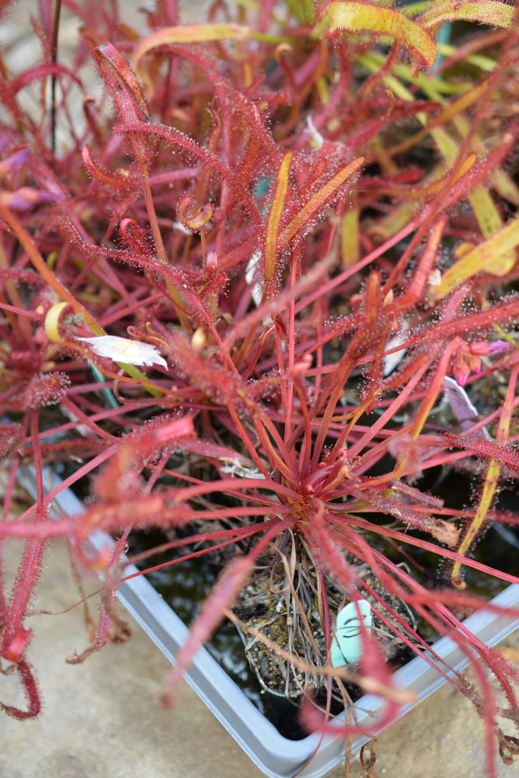 Drosera Capensis Rouge – Image 2