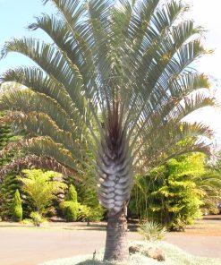 Palmier Triangle – Dypsis Decaryi