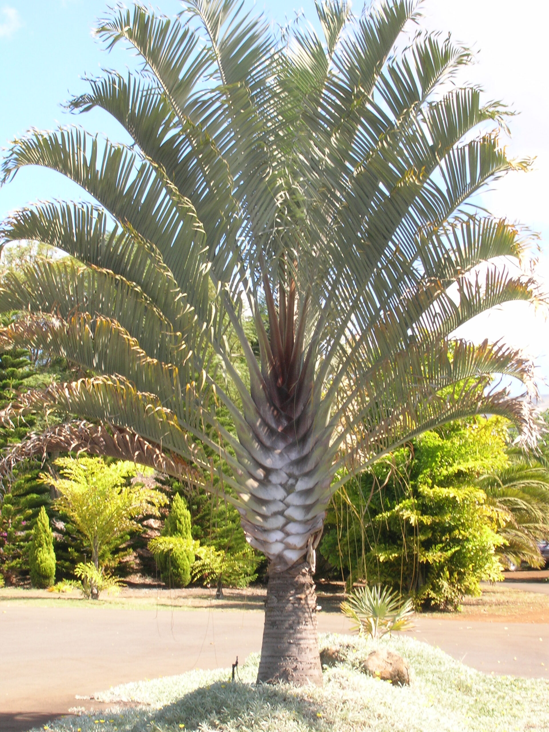 Palmier Triangle – Dypsis Decaryi