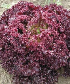 Laitue Framboise Éclatante