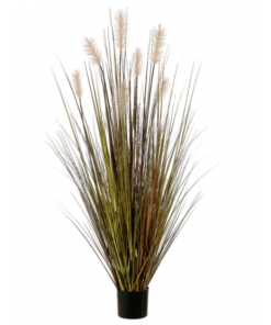 HERBE DE PAMPAS BOURGOGNE 60PO