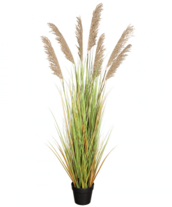 MISCANTHUS POT 59PO