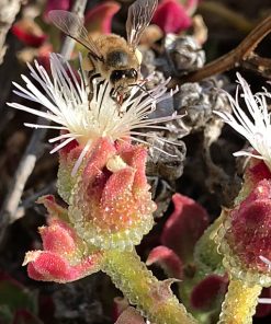 Ficoïde glaciale Succulent