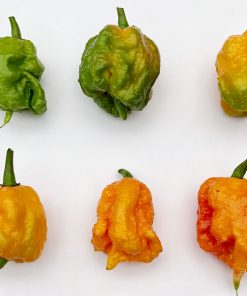 Piment Faucheur de Caroline Pêche