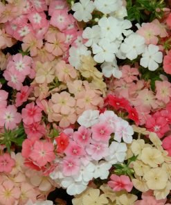 Phlox Mix Récif de Corail