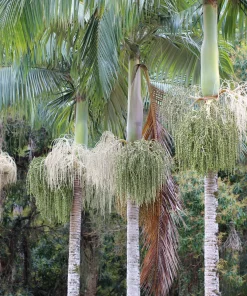 « King Palm » Archontophoenix alexandrae
