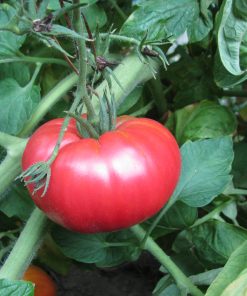 Tomate Géante Rose