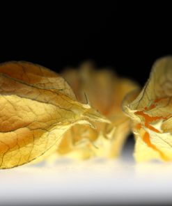 Cerise de terre Géante