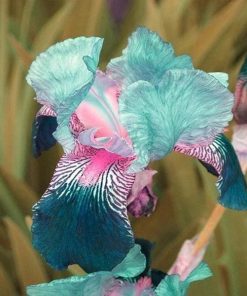 Iris Bleu Corail (Phalaenopsis)