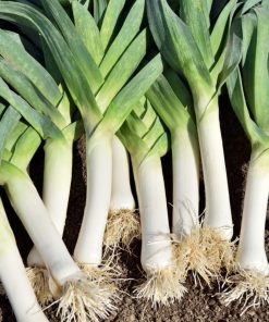 Poireau Malabar