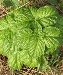 Basilic à feuille de laitue