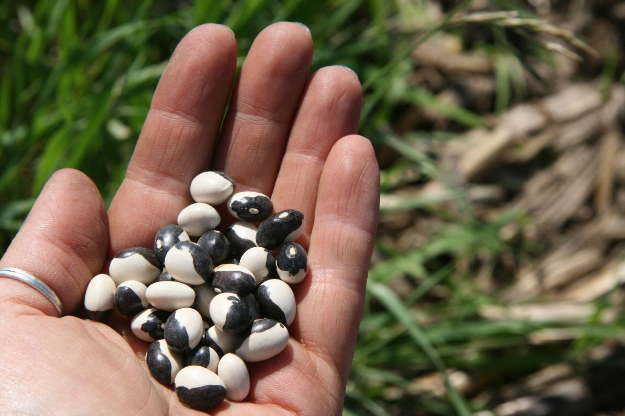 Haricot Épaulard – Image 2