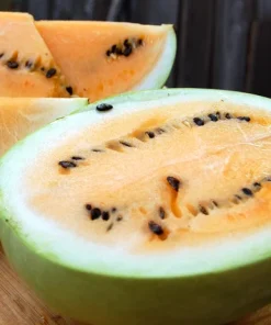 Melon d&rsquo;eau Roi du Désert