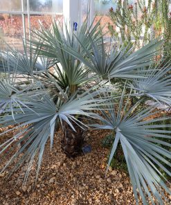 Palmier Bleu Mexicain – Brahea Armata