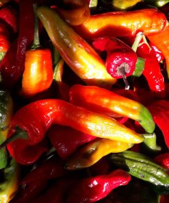 Piment Peperoncini Classic