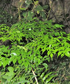Arbre Serpent (Radermachera sinica)