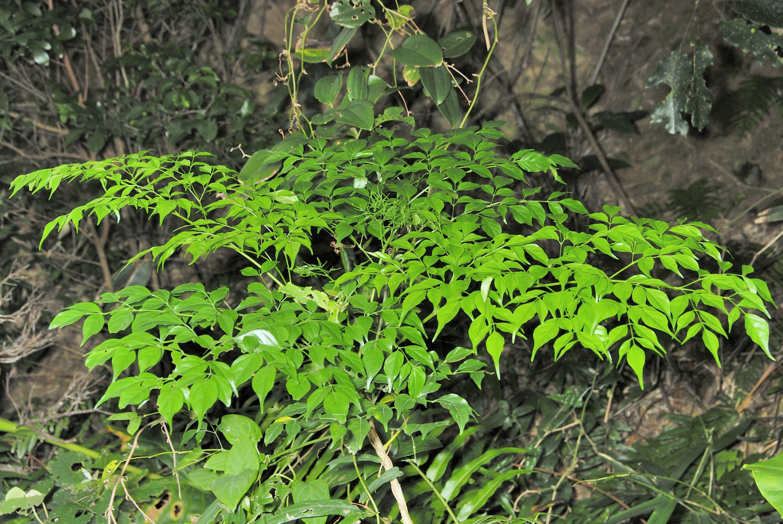Arbre Serpent (Radermachera sinica)