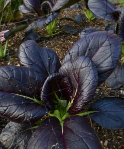 Bok Choy La Dame en Mauve