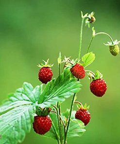 Fraise des bois Baron Solemacher