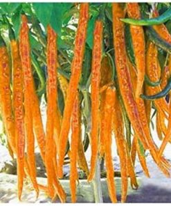 Poivron « Sweet Cigarette »