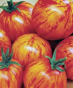 Tomate Tigre de l&rsquo;amour