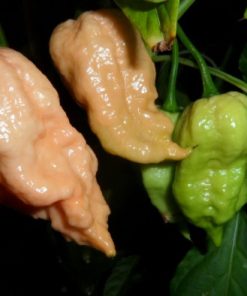 Jay&rsquo;s peach scorpion