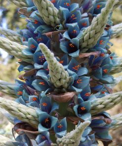 Tour Bleu Saphir Puya Alpestris