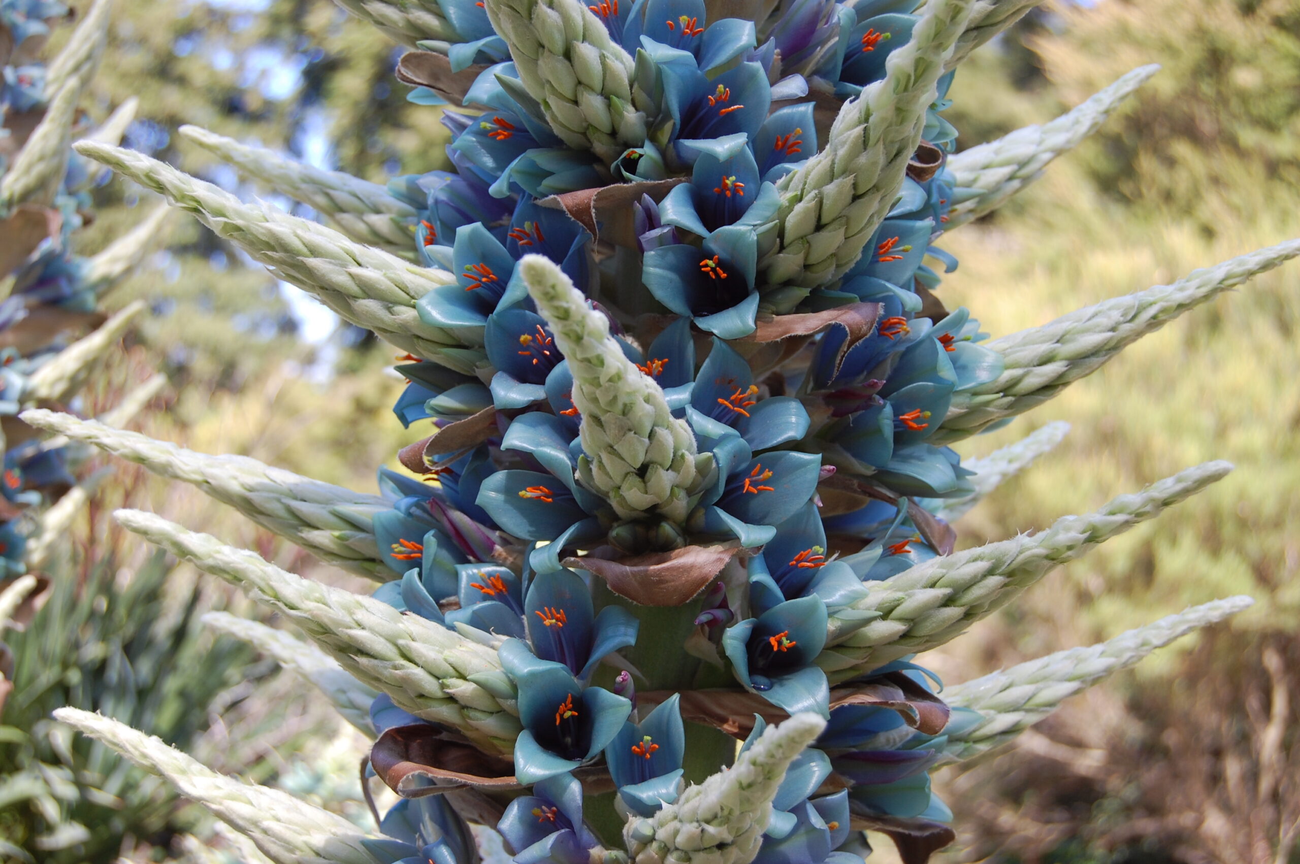 Tour Bleu Saphir Puya Alpestris