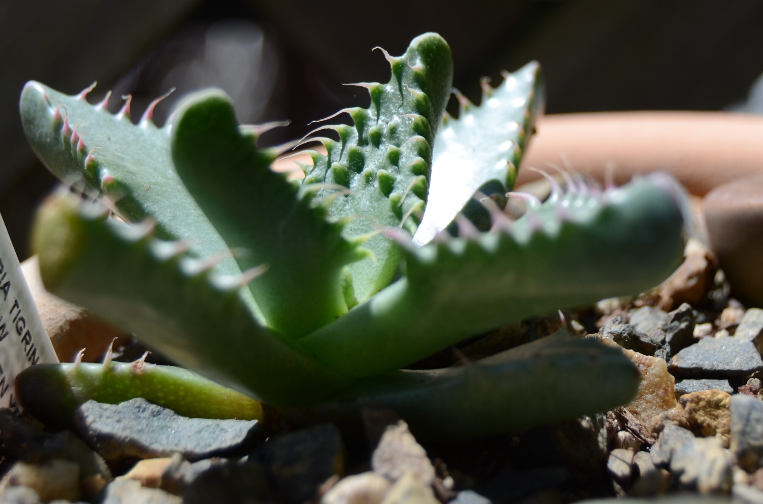 Gueule de Tigre – Image 2