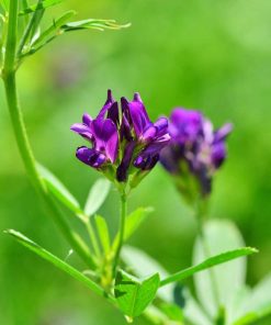 Luzerne Alfalfa