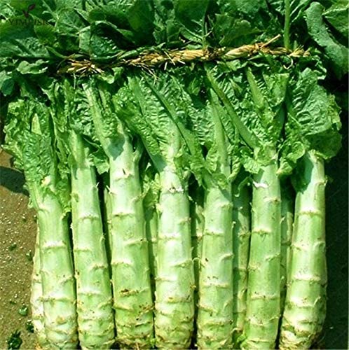 Asperge Svetlana