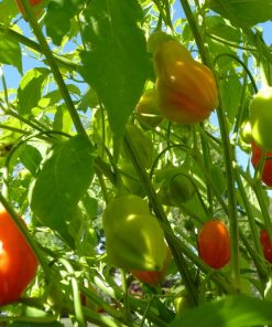 Piment Sauvage des Foret Tropical