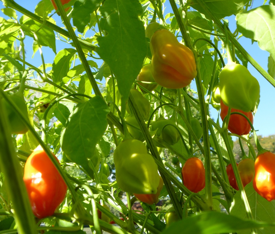 Piment Sauvage des Foret Tropical