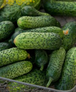 Concombre déjeuner croustillant F1