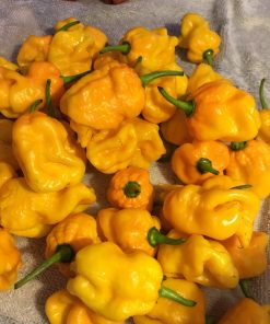 Piment Douglah Billy Boy