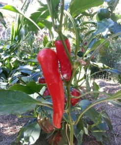 Poivron Géant sweet apple red F1