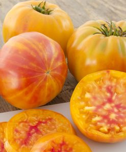 Tomate Ancestrale Big Rainbow