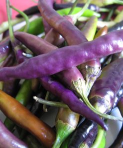 Piment Cayenne Mauve