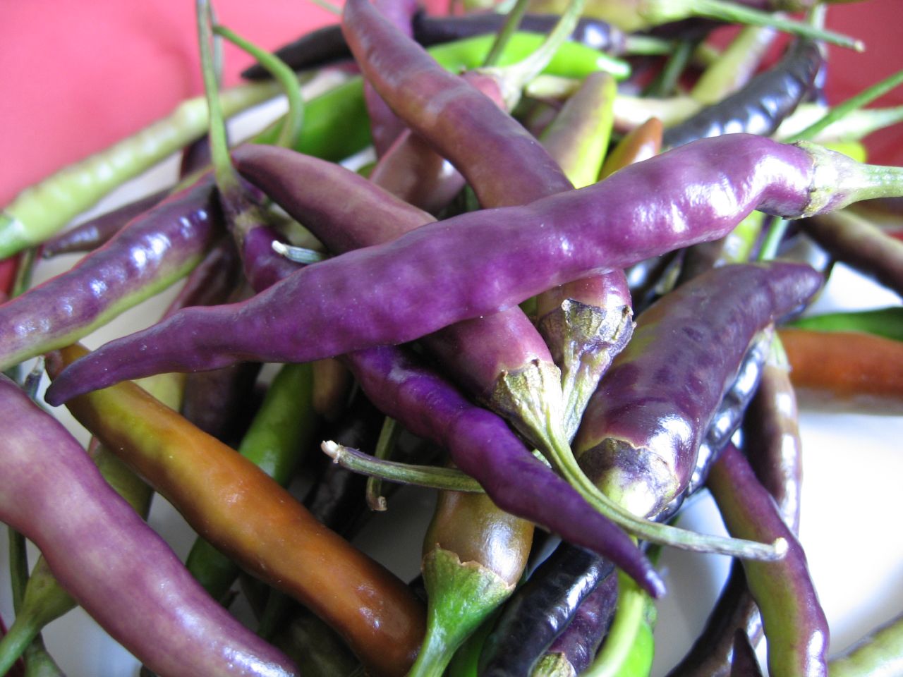 Piment Cayenne Mauve